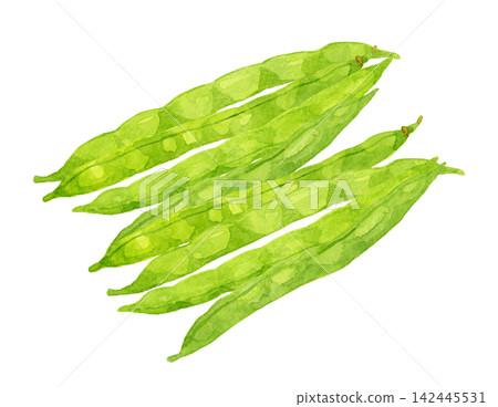 四季豆套裝 - 手繪水彩夏季蔬菜插圖 四季豆套裝 - 手繪水彩夏季蔬菜插圖 142445531
