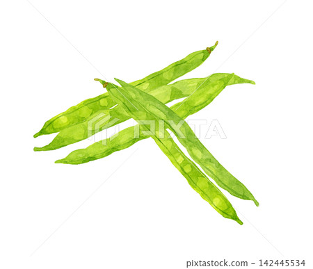 Green bean set - Hand-drawn watercolor illustration of summer vegetables Green bean set - Hand-drawn watercolor illustration of summer vegetables 142445534