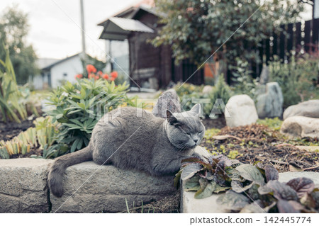 gray cat explores a garden filled with plants and stones. The scene reflects a peaceful connection to nature and family life on farm. gray cat explores a garden filled with plants and stones. The scene reflects a peaceful connection to nature and family life on farm. 142445774