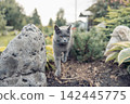 gray cat walks through a garden, surrounded by rocks and plants. The scene conveys a sense of connection to nature and family life on farm. 142445775