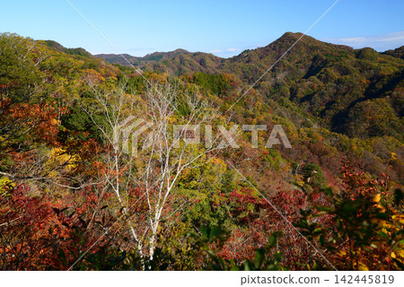 茨城縣日立田市:11 月,山麓被深秋的色彩所籠罩,湛藍的天空下,紅霞和金黃交相輝映。 茨城縣日立田市:11 月,山麓被深秋的色彩所籠罩,湛藍的天空下,紅霞和金黃交相輝映。 142445819