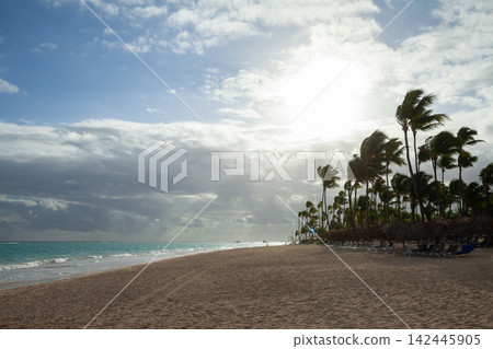 Wind-swept tropical beach with tall palm trees lining a sandy shoreline Wind-swept tropical beach with tall palm trees lining a sandy shoreline 142445905