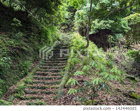 An old stone staircase leads through a forest covered with vibrant plants and moss. An old stone staircase leads through a forest covered with vibrant plants and moss. 142446085