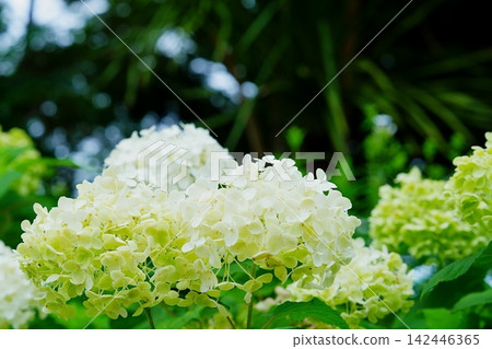 白色和淺綠色繡球花 白色和淺綠色繡球花 142446365