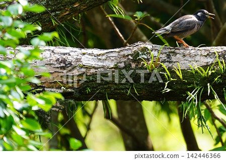 Starlings perched on branches in a grove of green trees 142446366