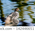 Male pintail duck at the waterside 142446651