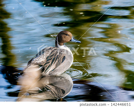 Male pintail duck at the waterside Male pintail duck at the waterside 142446651