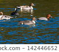 Swallows for swimming in the pond 142446652