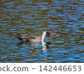 Swallows for swimming in the pond 142446653