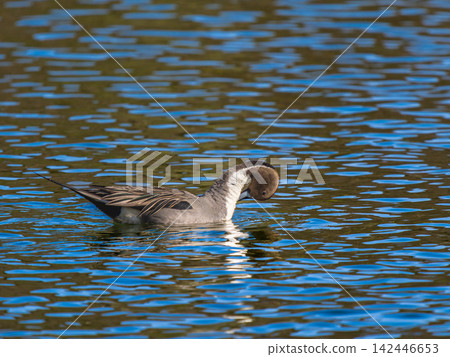Swallows for swimming in the pond Swallows for swimming in the pond 142446653