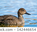 Female pintail duck swimming in the pond 142446654