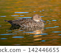 Female pintail duck swimming in the pond 142446655
