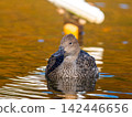 Female pintail duck swimming in the pond 142446656
