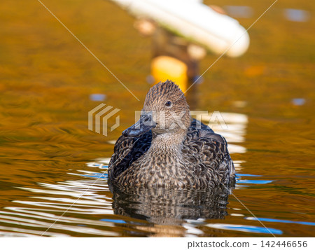 Female pintail duck swimming in the pond Female pintail duck swimming in the pond 142446656