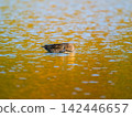 Female pintail duck swimming in the pond 142446657