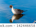 Swallows for swimming in the pond 142446658