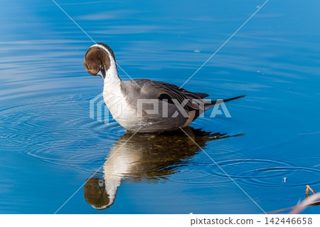 Swallows for swimming in the pond Swallows for swimming in the pond 142446658