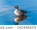 Swallows for swimming in the pond 142446659