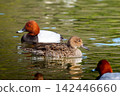 Female pintail duck swimming in the pond 142446660