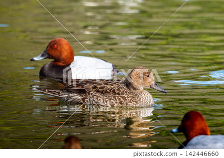 Female pintail duck swimming in the pond Female pintail duck swimming in the pond 142446660