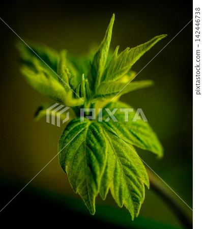 Leaves on a branch. Leaves on a branch. 142446738