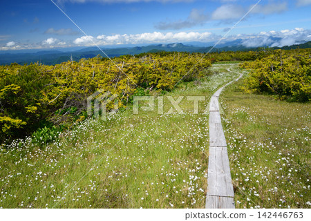 六月的南會津田代山濕地:從蜿蜒穿過棉草的木棧道上眺望遠處山峰上升起的雲霧。 六月的南會津田代山濕地:從蜿蜒穿過棉草的木棧道上眺望遠處山峰上升起的雲霧。 142446763