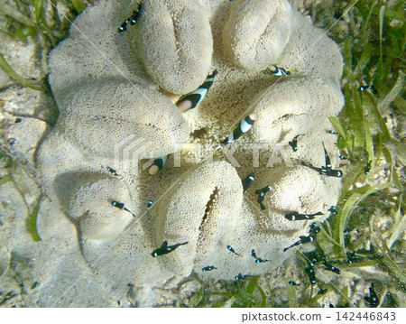 Clownfish living in the sea anemone Heteractis magnifica Clownfish living in the sea anemone Heteractis magnifica 142446843