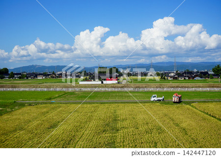 鄉村景象：水稻收割 142447120