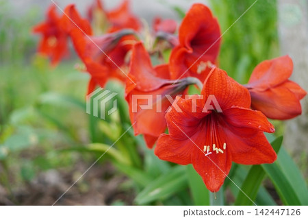 朱頂紅 朱頂紅 142447126