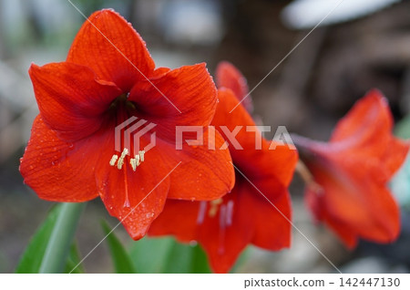 朱頂紅 朱頂紅 142447130