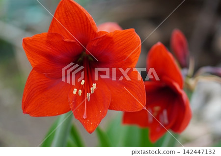 Amaryllis Amaryllis 142447132