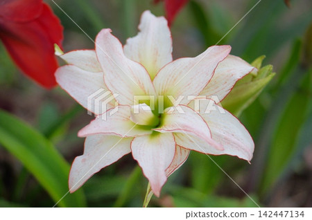 Amaryllis Amaryllis 142447134