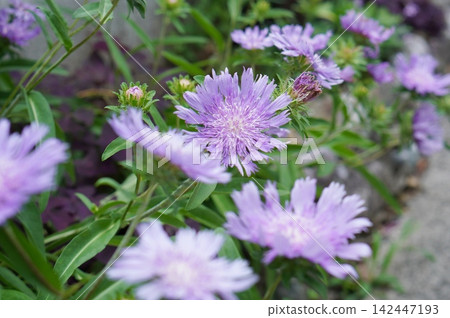 Purple Stokesia Purple Stokesia 142447193