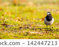 A Japanese wagtail walking on the ground (copyspace) 142447213