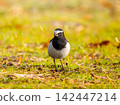 Japanese wagtail walking on the ground 142447214