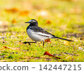 Japanese wagtail walking on the ground 142447215