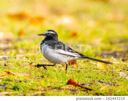 Japanese wagtail walking on the ground Japanese wagtail walking on the ground 142447215