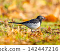 Japanese wagtail walking on the ground 142447216