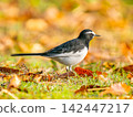 Japanese wagtail walking on the ground 142447217