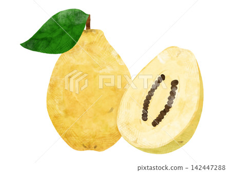水彩畫描繪了榅桲(Quince)切片和葉子,一組水果插圖。 水彩畫描繪了榅桲(Quince)切片和葉子,一組水果插圖。 142447288