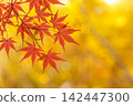 Background of autumn leaves 142447300