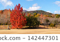 The autumn leaves of the sweetgum tree turn bright red (Mie Prefectural Forest) 142447301