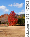 The autumn leaves of the sweetgum tree turn bright red (Mie Prefectural Forest) 142447302