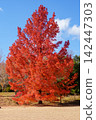 The autumn leaves of the sweetgum tree turn bright red (Mie Prefectural Forest) 142447303