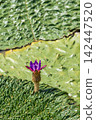 Close-up of a giant water lily flower (Kaizu City, Gifu Prefecture) 142447520