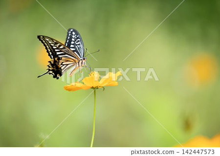 Swallowtail butterfly Swallowtail butterfly 142447573