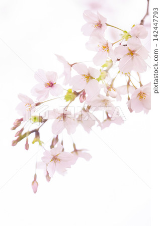Pale pink cherry blossoms blooming in a white background, bathed in the soft light of spring. Pale pink cherry blossoms blooming in a white background, bathed in the soft light of spring. 142447793