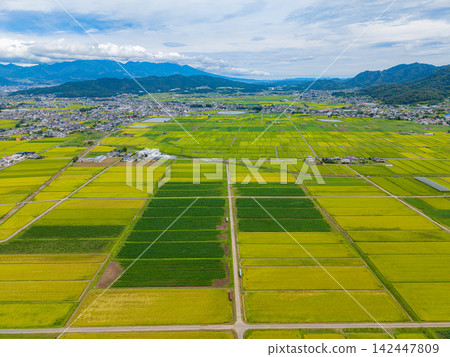 [Drone Aerial Photography] Shioda Plain in Ueda City, Nagano Prefecture - Harvest Season [Nagano Prefecture] 142447809