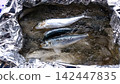 沙丁魚 142447835