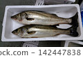 鱸魚 142447838